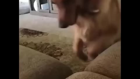Funny videos funny dogs funny animals