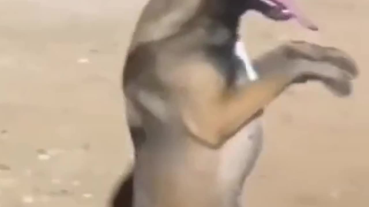 dog dance funny video😂😂🤣