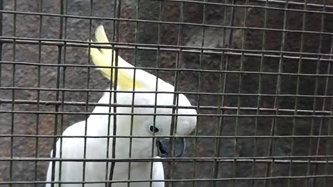 Parrot in bird park