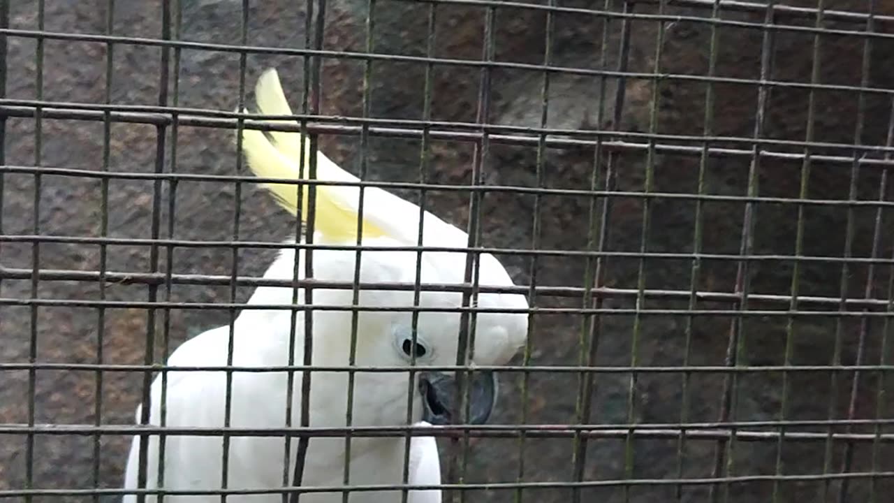 Parrot in bird park