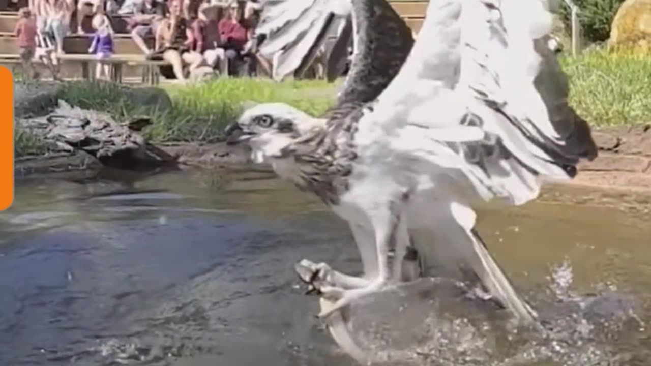 Amazing Eagle is Catching Fish ....