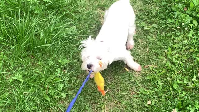 The dog does not give away the rubber duck