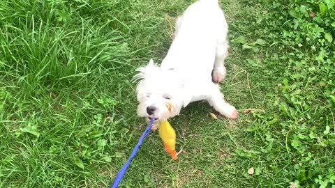 The dog does not give away the rubber duck