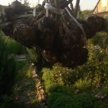 Dry harvested garlic
