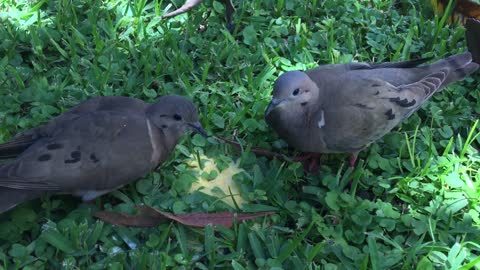 Pigeons Birds Flight Flying Pen Animals Feathers