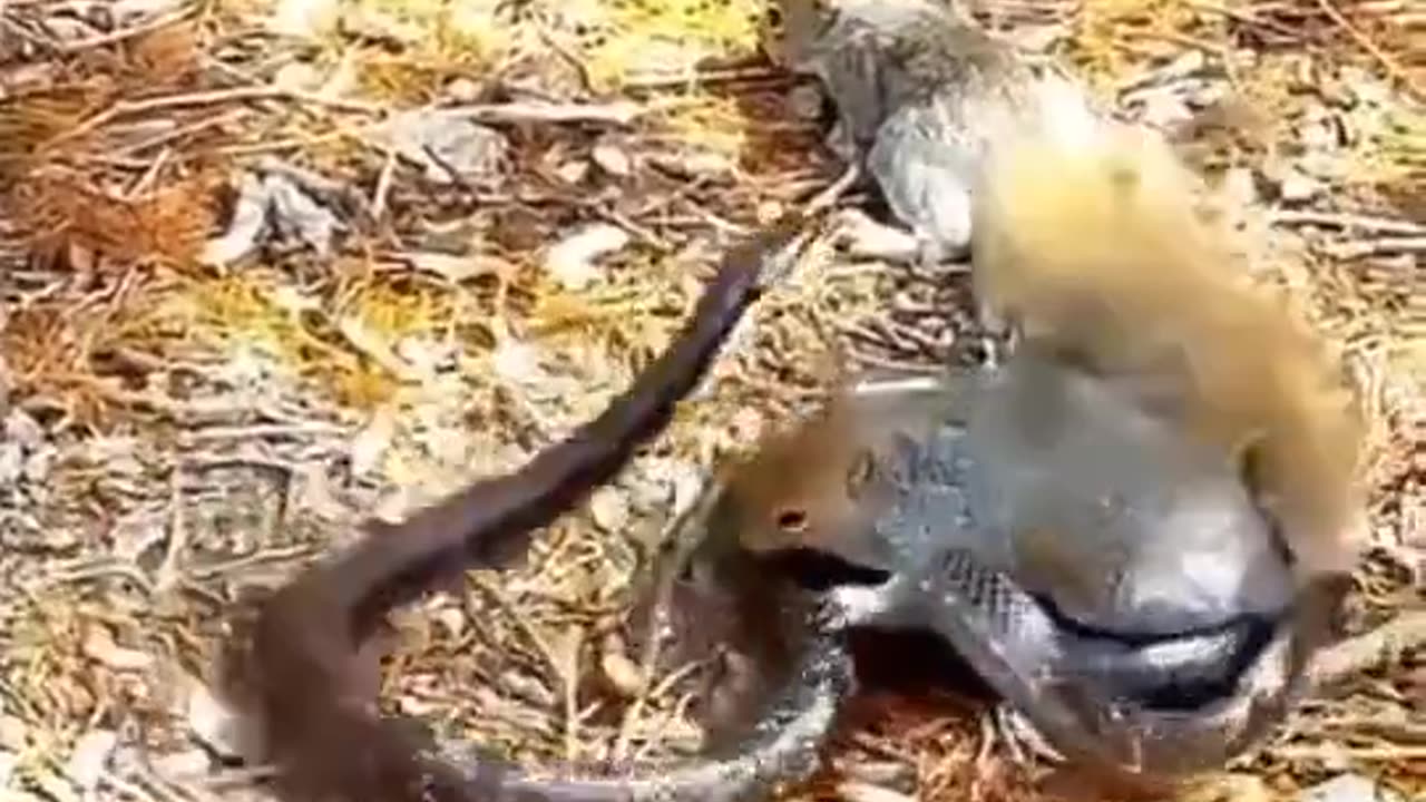 The mother Squirrel never gave up on her baby.