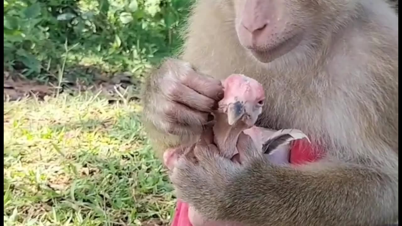 Litle pups want to play #viral #kiss #trending #news