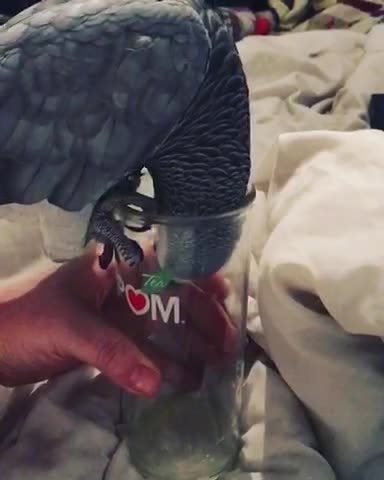 African grey wants everything owner has