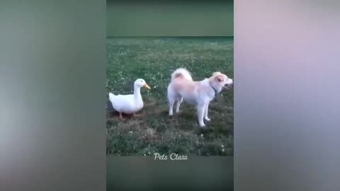 Funny Dogs and Cats Videos