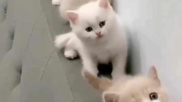 Cute cats