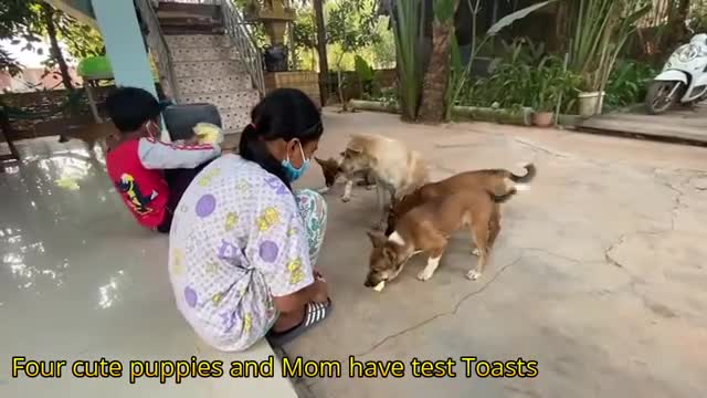 Cute Puppies Eat Toast Feed by Nita - Thiara - Friendly Dogs In Village