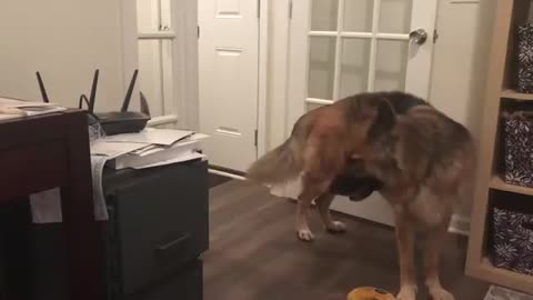 Stubborn Husky Always Gets What He Wants