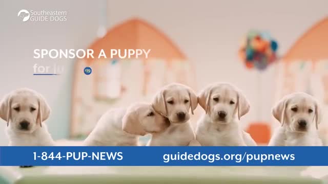 Puppies in a Pumpkin patch