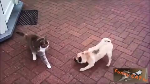 Cats and Dogs Meeting Each other For The First Time