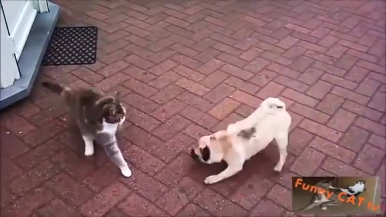 Cats and Dogs Meeting Each other For The First Time