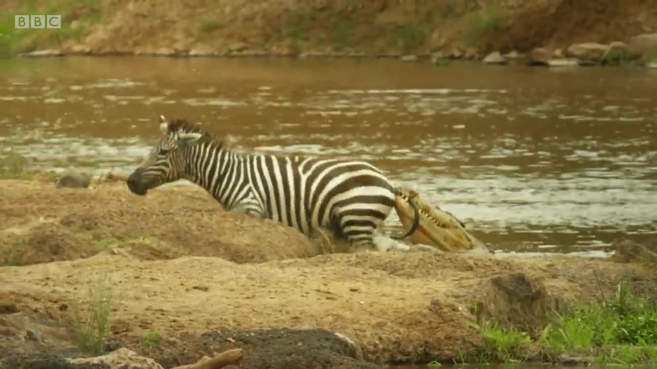 Shani the Zebra's incredible escape from ferocious crocodiles - BBC