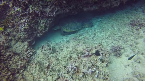 Sleepy Head, the turtle