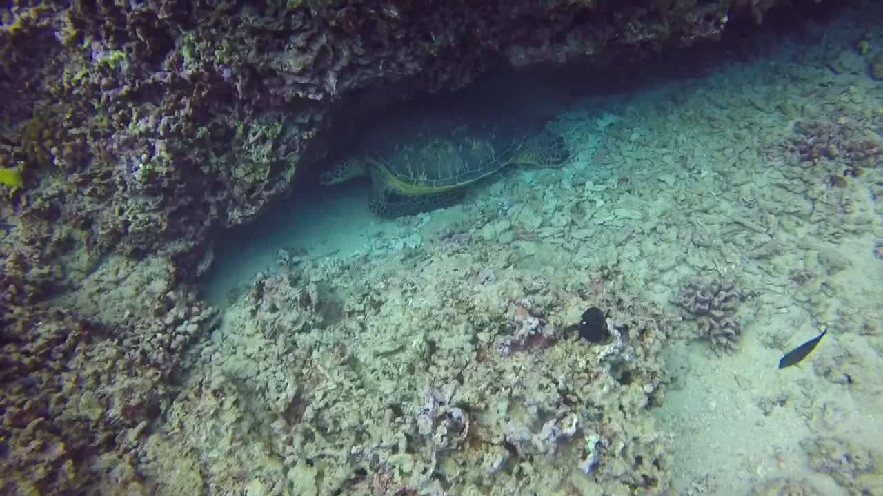 Sleepy Head, the turtle