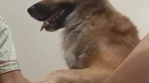 Funny dog