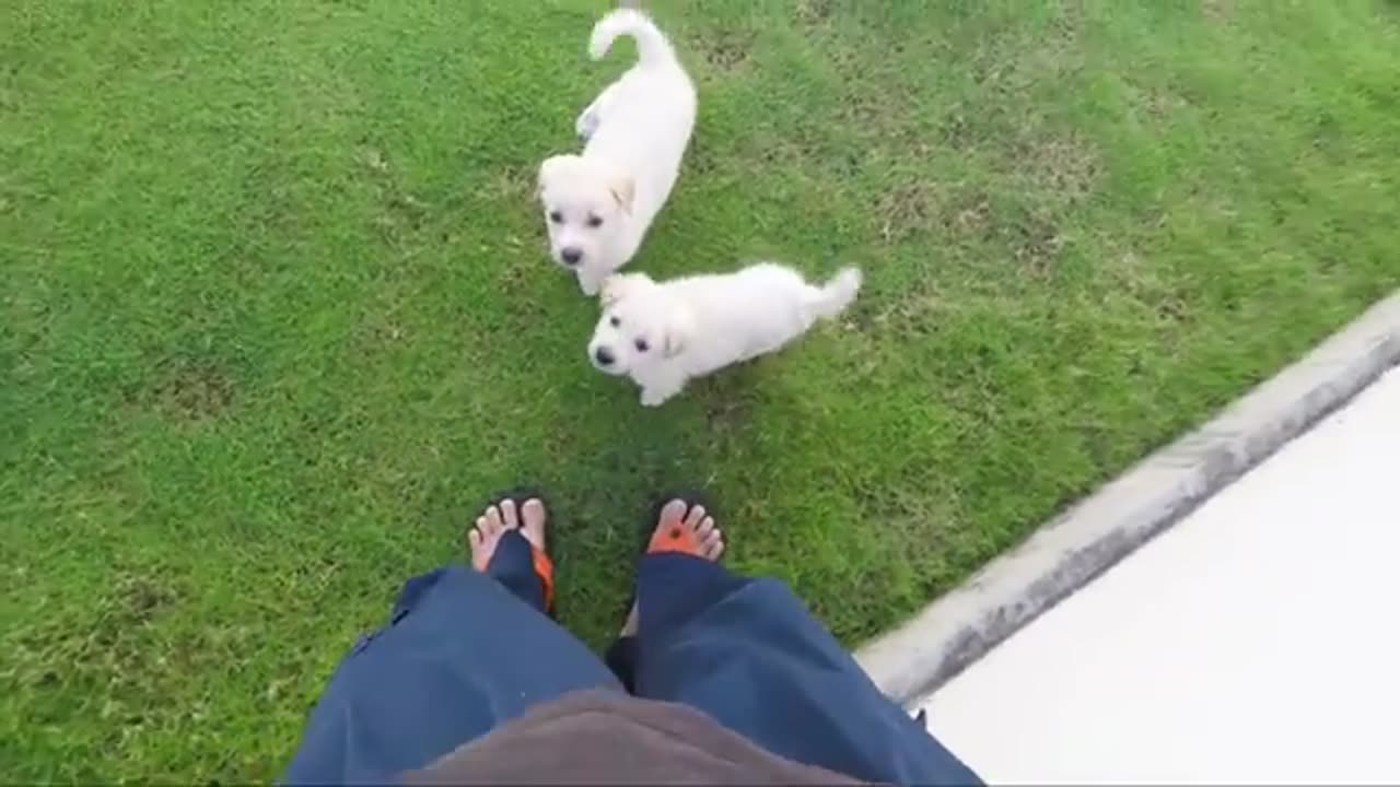 Cute dog video make your day