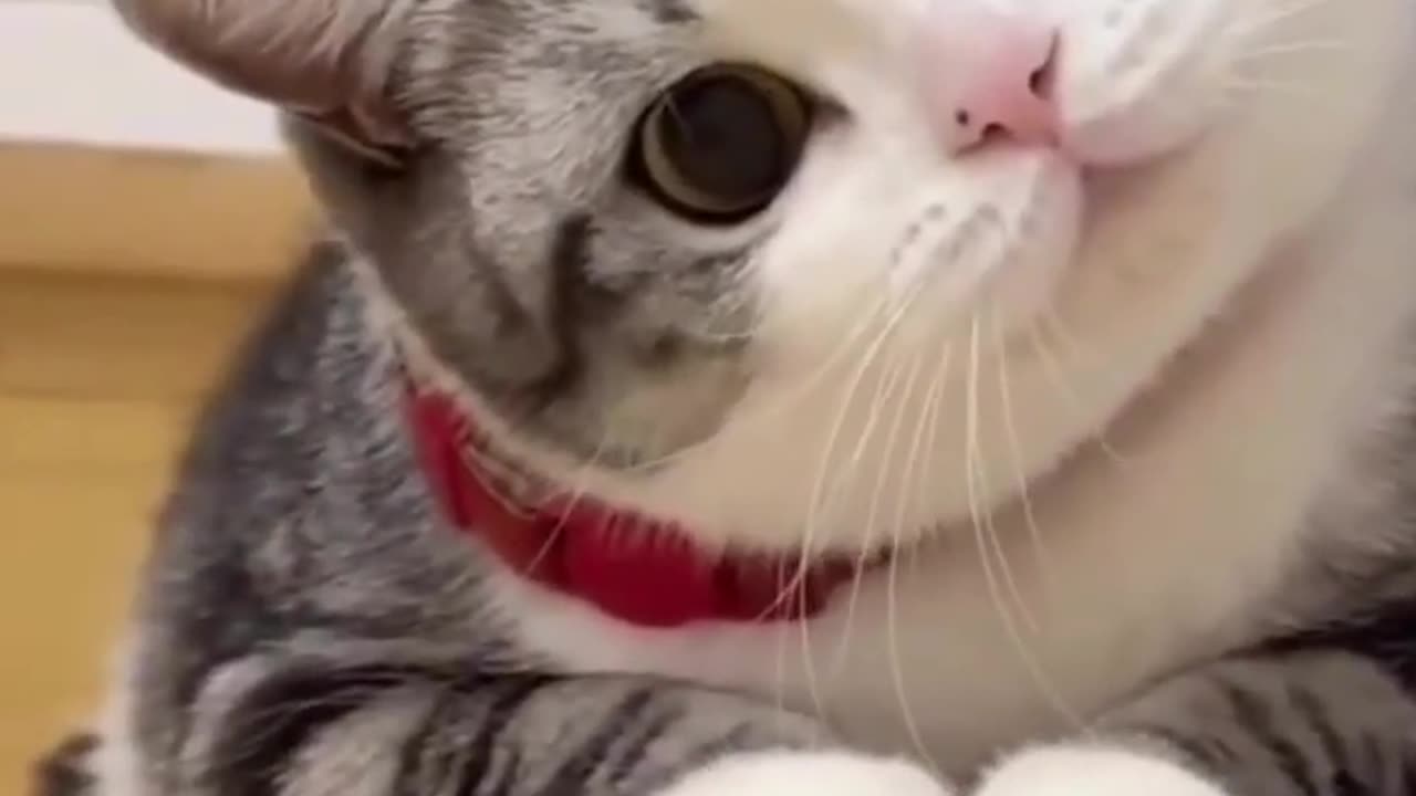 Funny animal videos - Funny cats / dogs - Funny animals