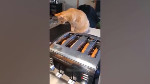 super funny cats