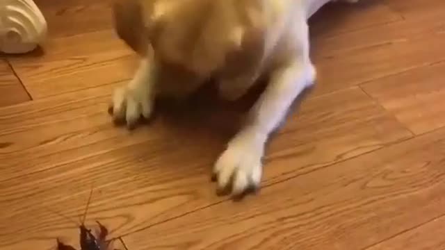 Dog have different reactions Dog funny Video