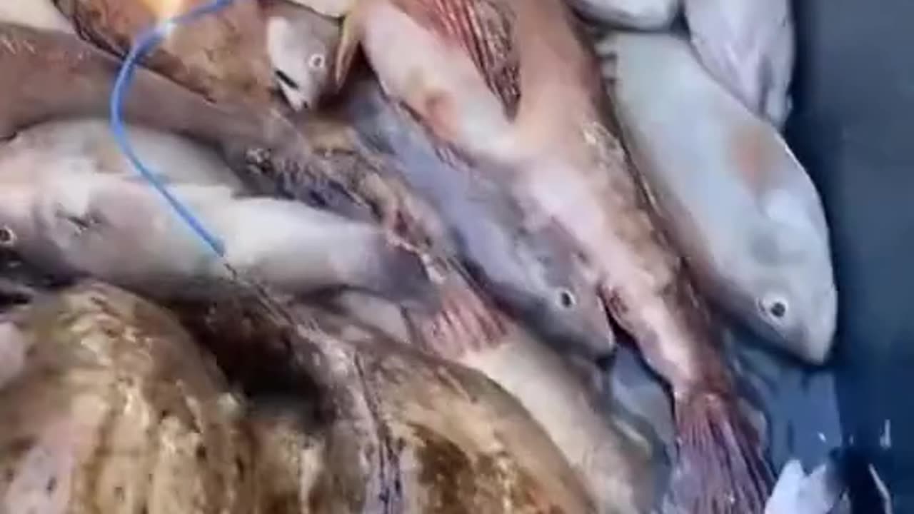 animals videoπ°π°π°π°π±π±