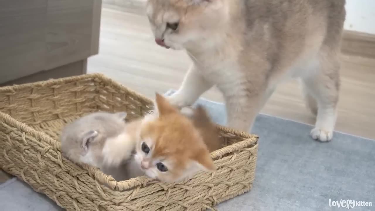 The way the mom cat show the love to her tiny daughter