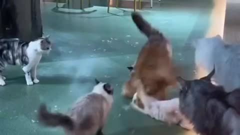 Cat fight