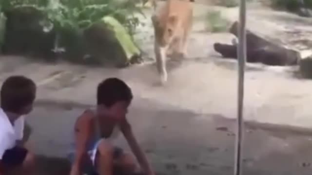 Tiger Tries to Attack Boys