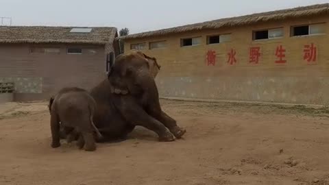 elephants