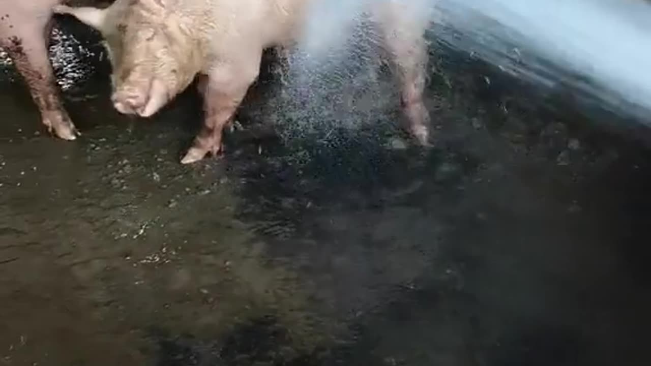 Washing dirty pig and pig enjoying 🐖🐖|Lots of pig|