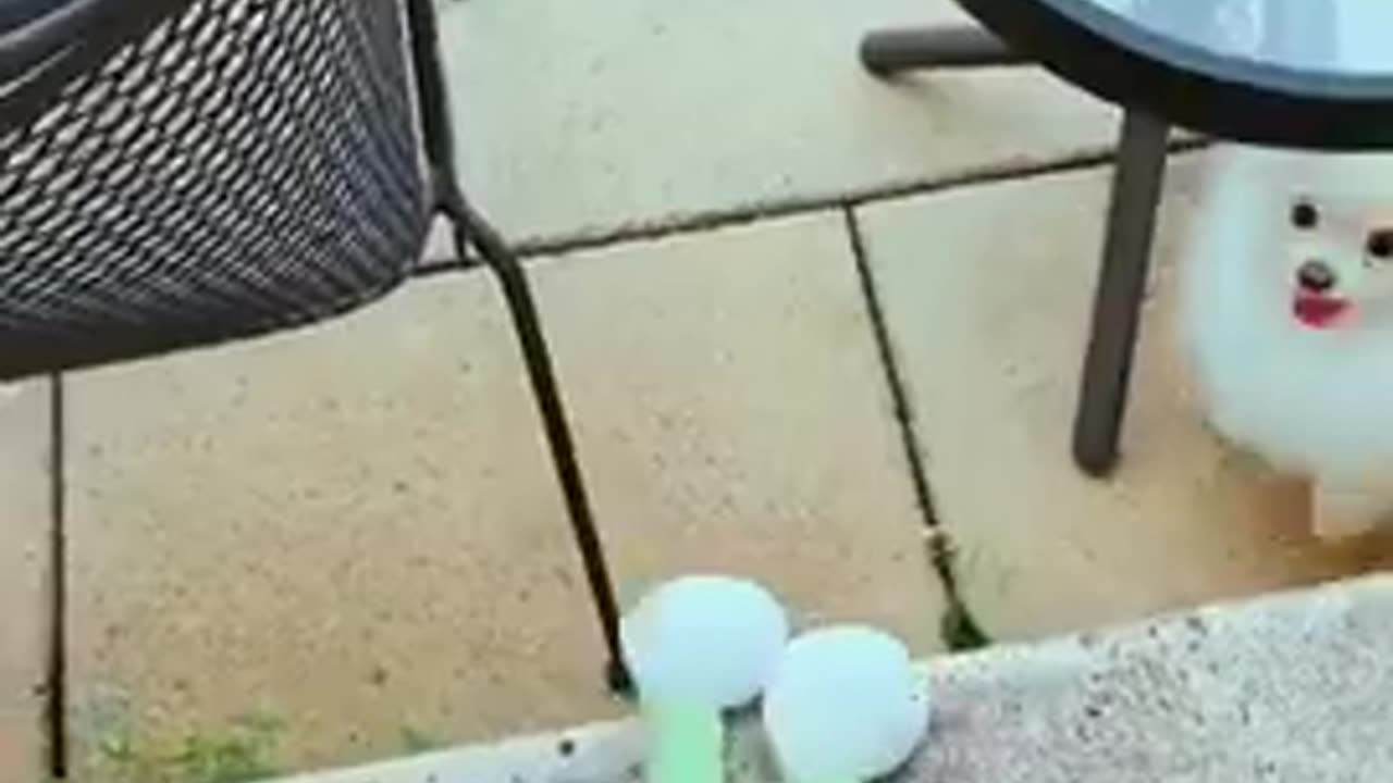20180826 应战友们的要求发一个Snow现在的生活视频