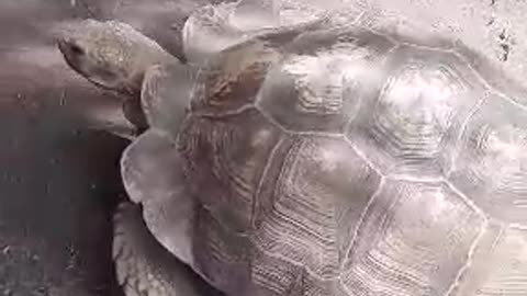 Huge turtle close up