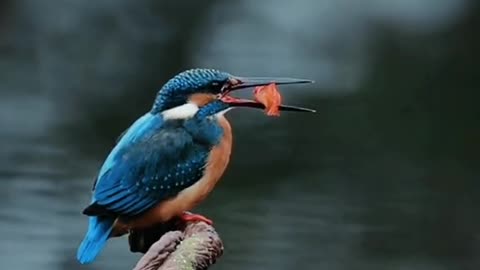 The morning light reflects the kingfisher