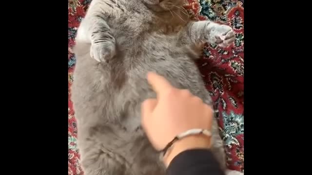 Funniest Cats 😹 - Don't try to hold back Laughter 😂 - Funny Cats Life