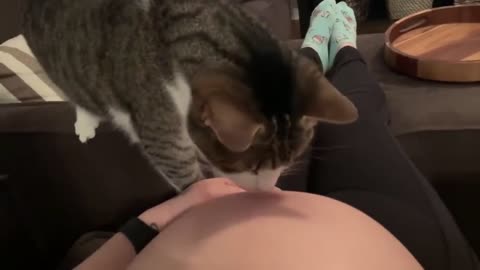 Sweet cat just realized it's owner is pregnant.