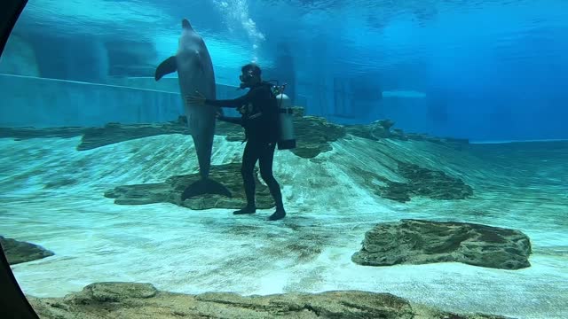 Dolphin show at Sea Aquarium (Sentosa Singapore)