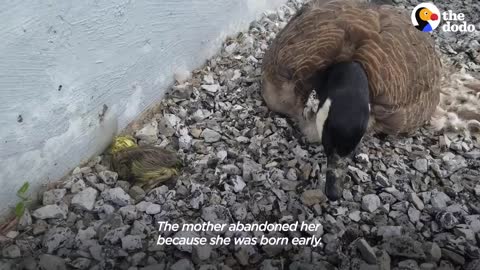 Guy Teaches His Rescued Gosling How To Fly | The Dodo Soulmates