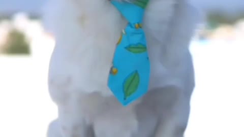 MR. Boss Dog