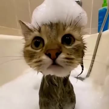 cutee cat video