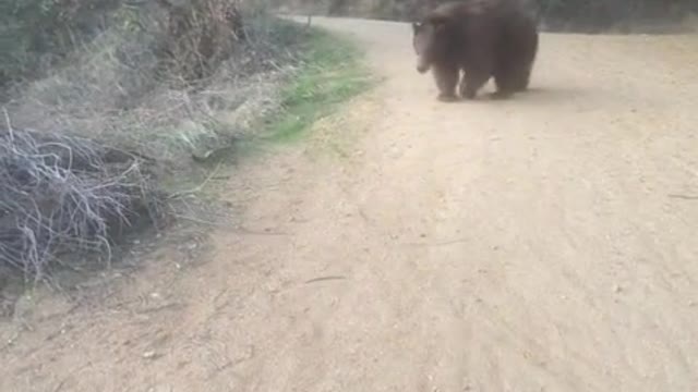 Bear scares hiker off trail in Monrovia, CA