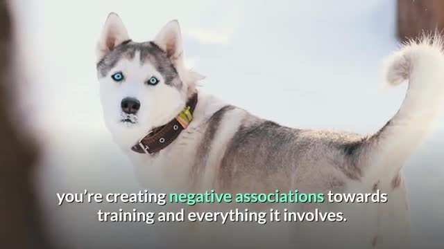 How to Train a Husky puppy? The Easiest yet Most Effective Training Technique EXPOSED