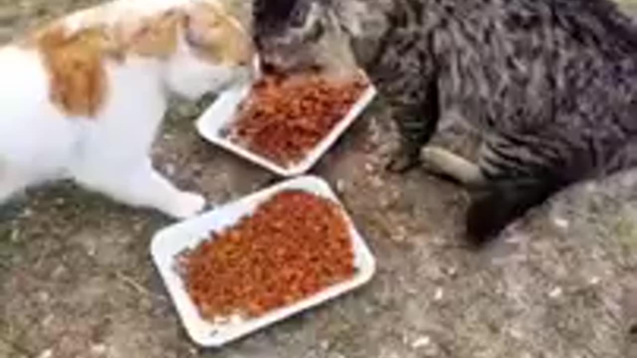 Cute Animals Shorts