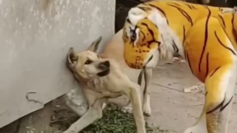 Funniest video - Dog Prank - funny lion video - laughing sensation - funny video