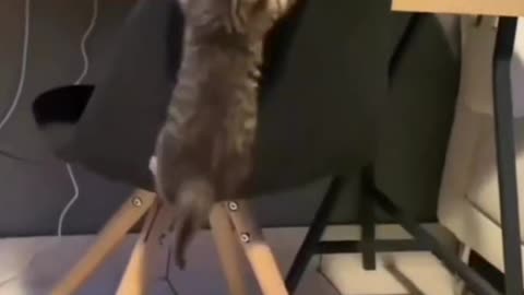 "Cat gives owner a high-five and it's the cutest thing ever"