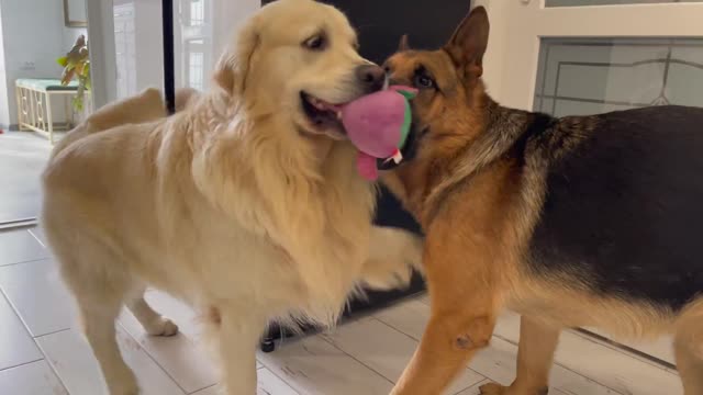 Golden Retriever Shocked by German Shepherd Steals His Toy