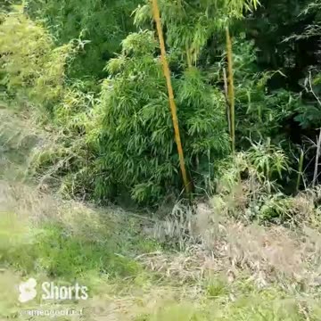 Top of the Hill #shorts