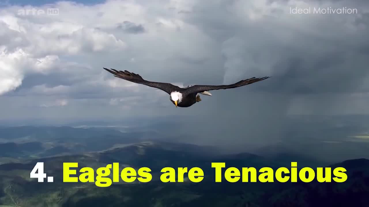 The Eagle Mentality - Best Motivational Video